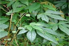 Diplocyclos palmatus